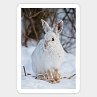 Snow Shoe Hare Sticker